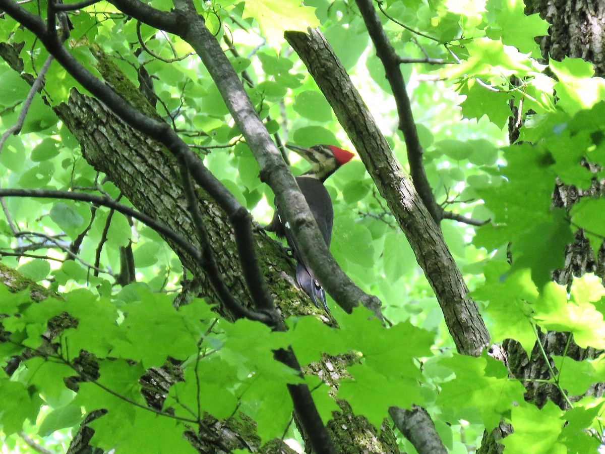 Pileated Woodpecker - ML166463111