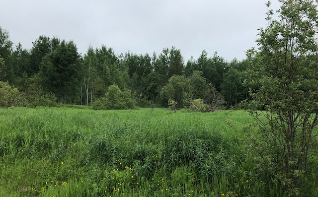 Breeding habitat in Quebec, Canada. - Connecticut Warbler - 