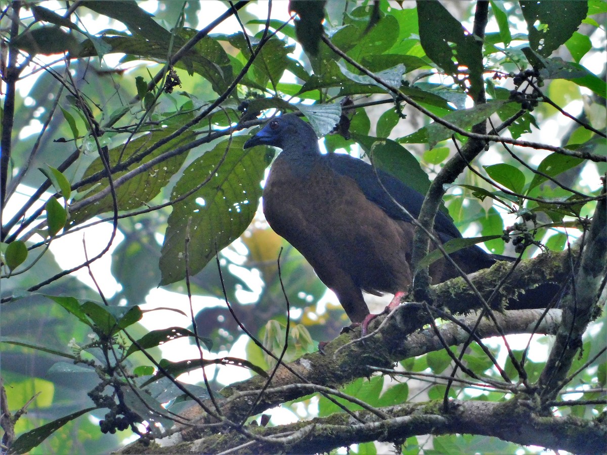 Sickle-winged Guan - ML166471311