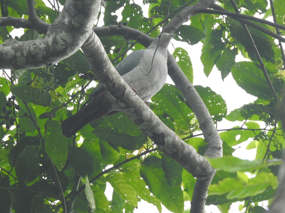 Island Imperial-Pigeon - ML166475751