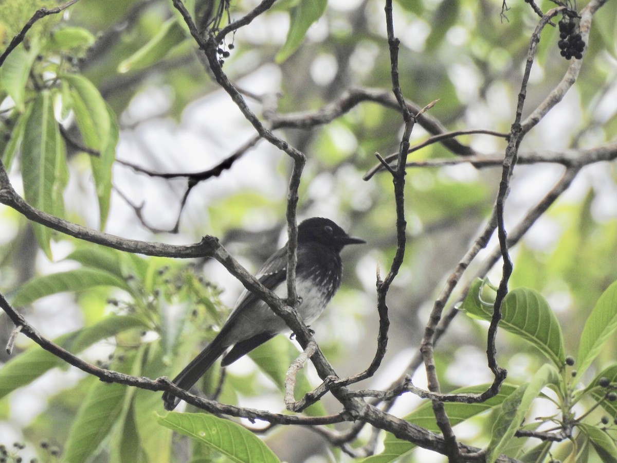 White-winged Fantail - ML166476051