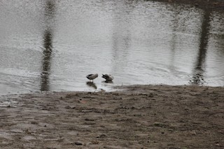 Indian Spot-billed Duck, ML166479371