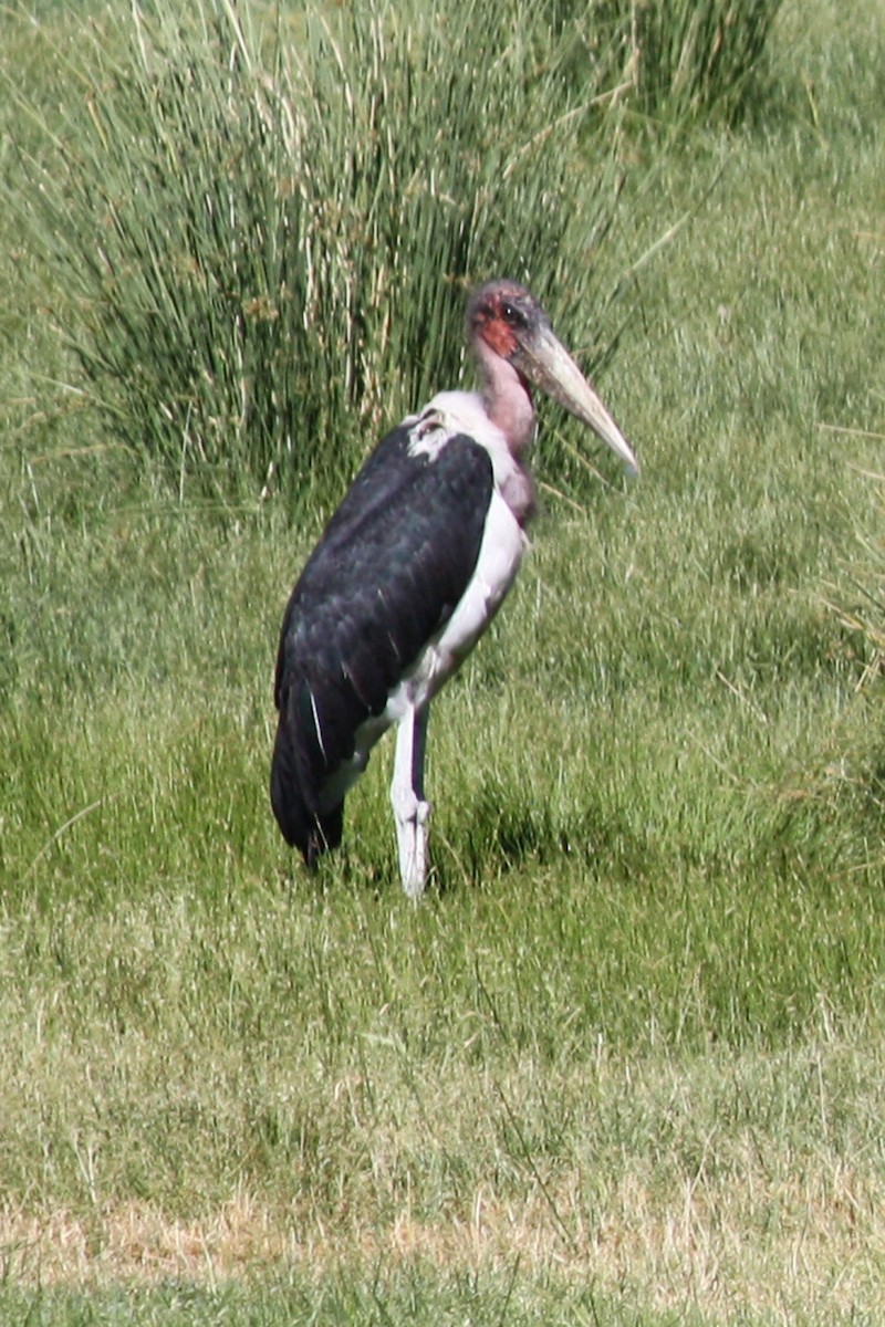Marabou Stork - Steve Hawes