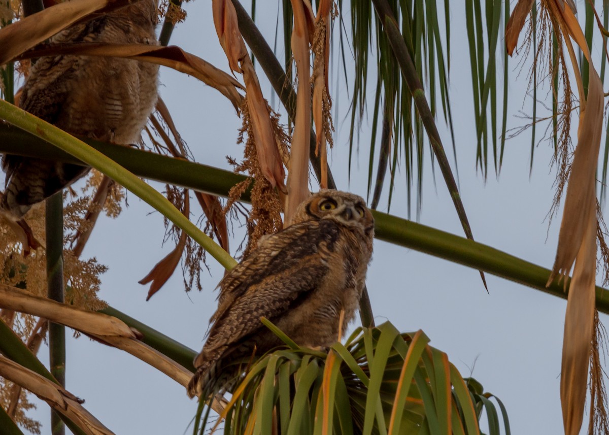 Great Horned Owl - ML166481271