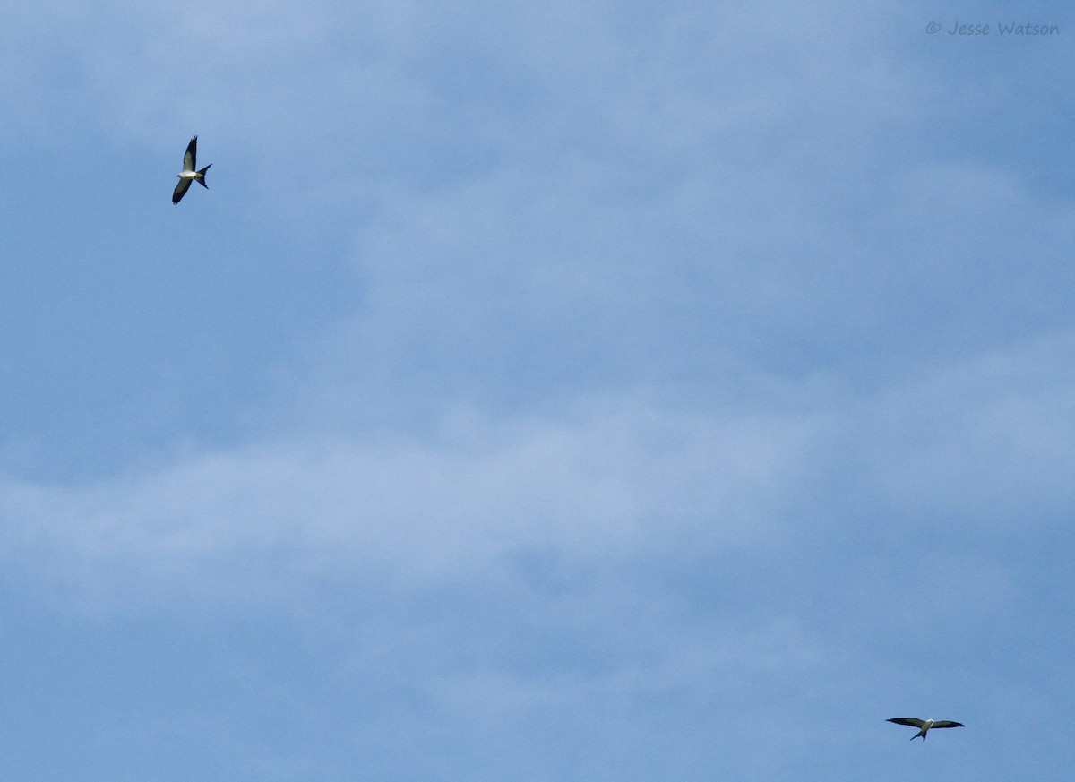 Swallow-tailed Kite - ML166481351