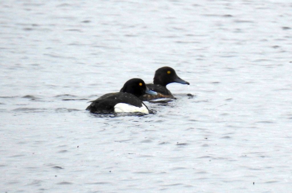 Tufted Duck - ML166484181