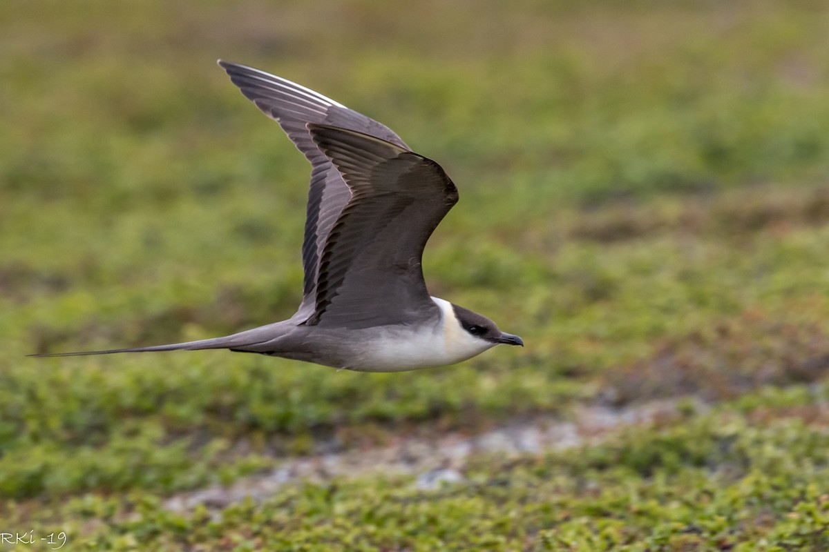 Long-tailed Jaeger - ML166485791