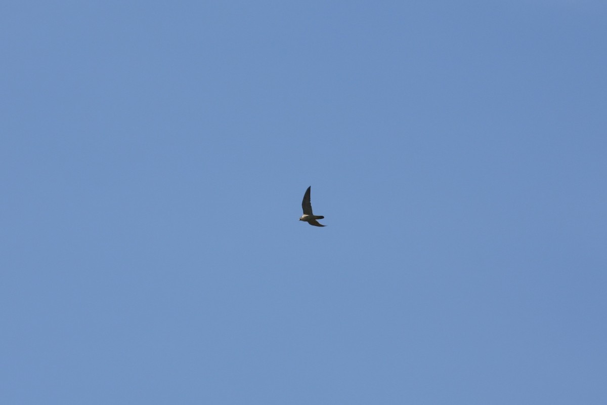 Peregrine Falcon (Australian) - ML166489211