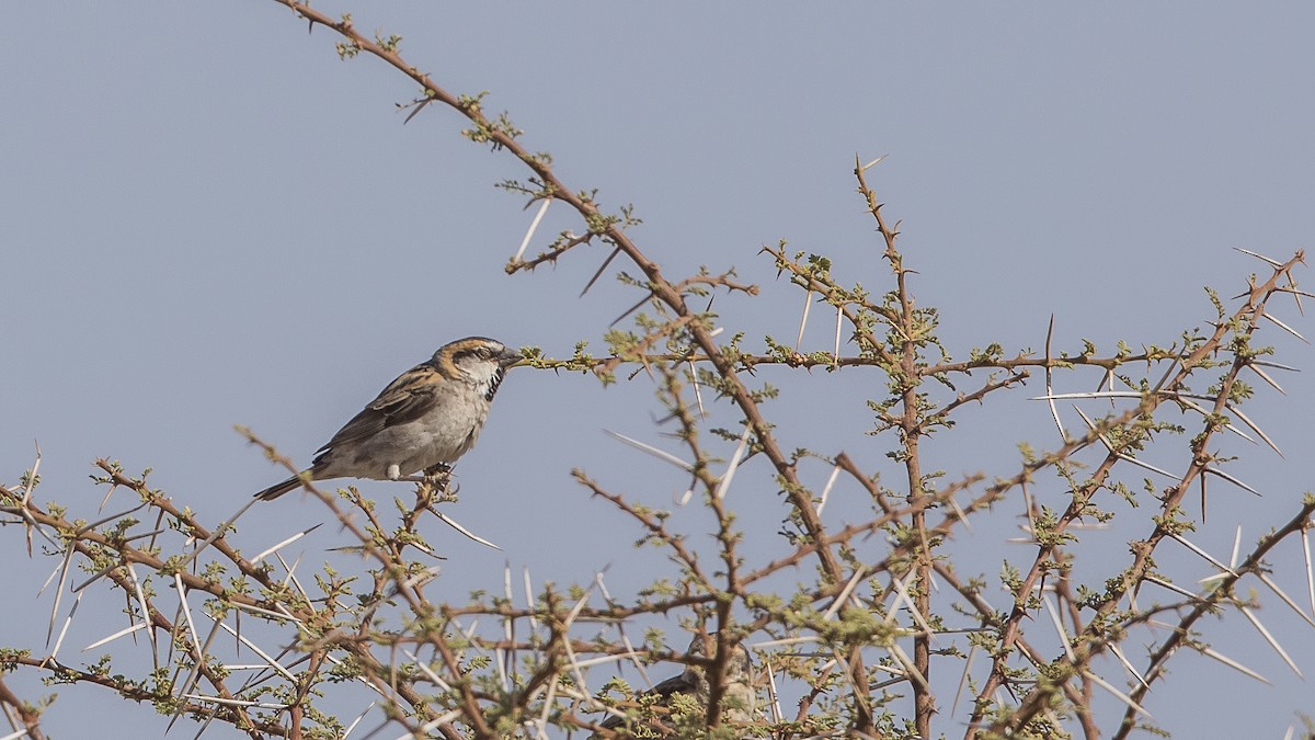 Shelley's Rufous Sparrow - ML166495901