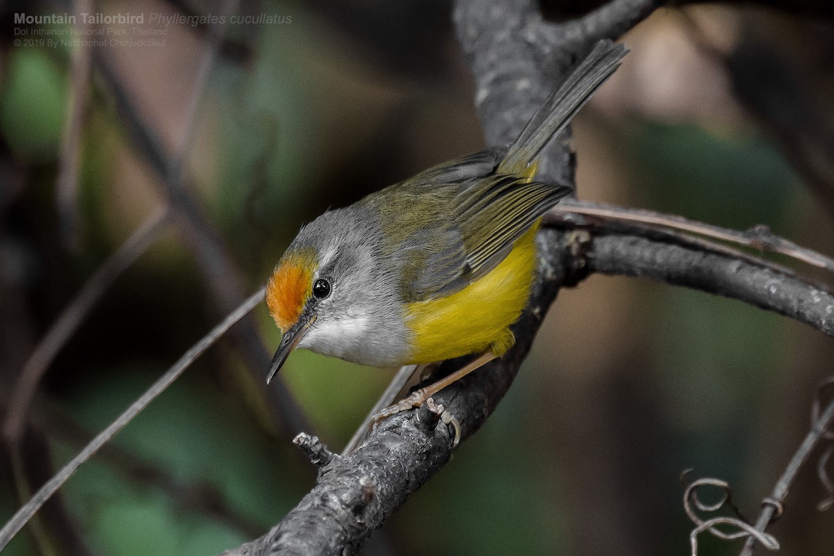 Mountain Tailorbird - Natthaphat Chotjuckdikul