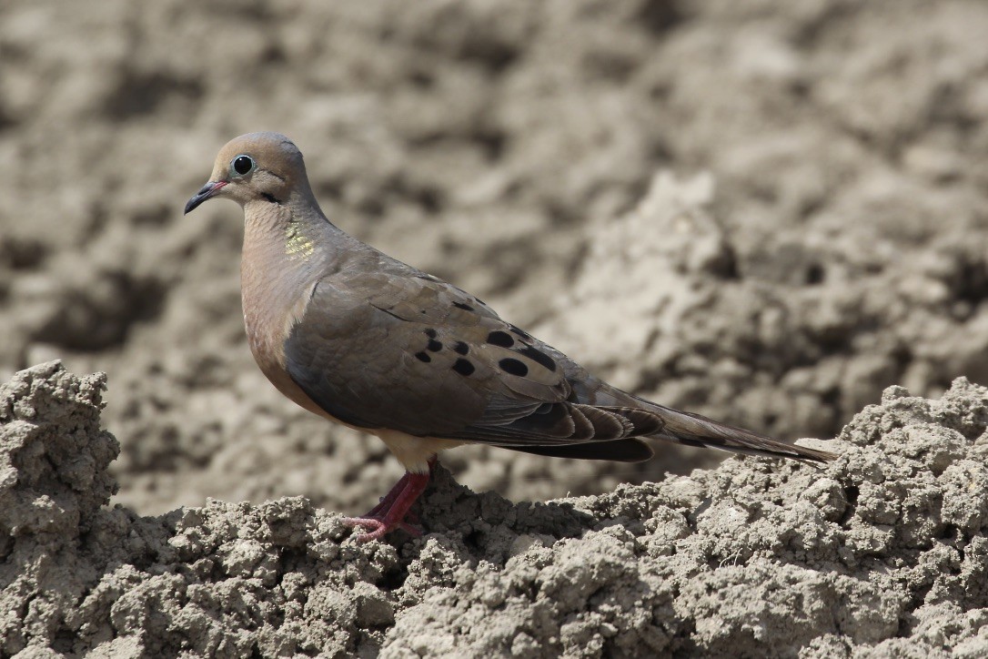 Mourning Dove - Irvin Pitts