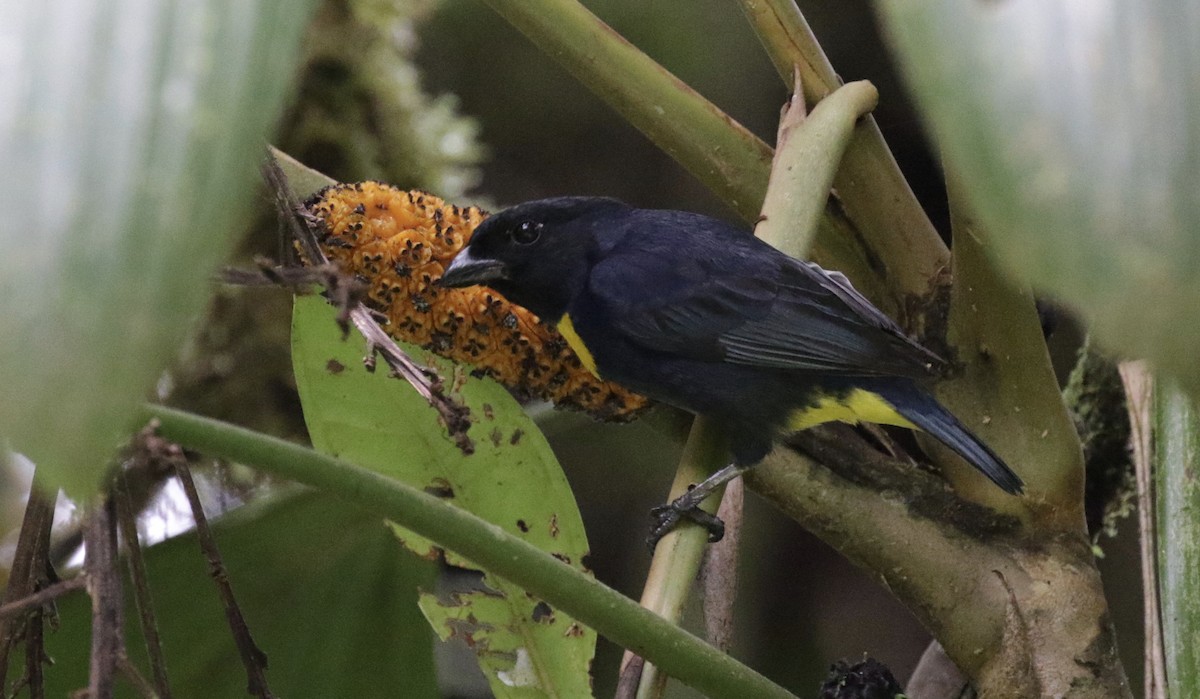 Golden-chested Tanager - David Ascanio