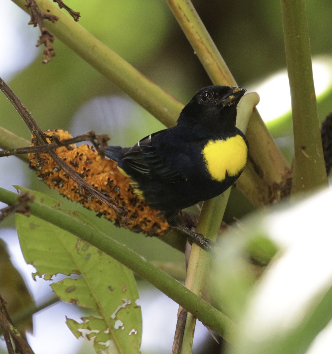 Golden-chested Tanager - ML166498291