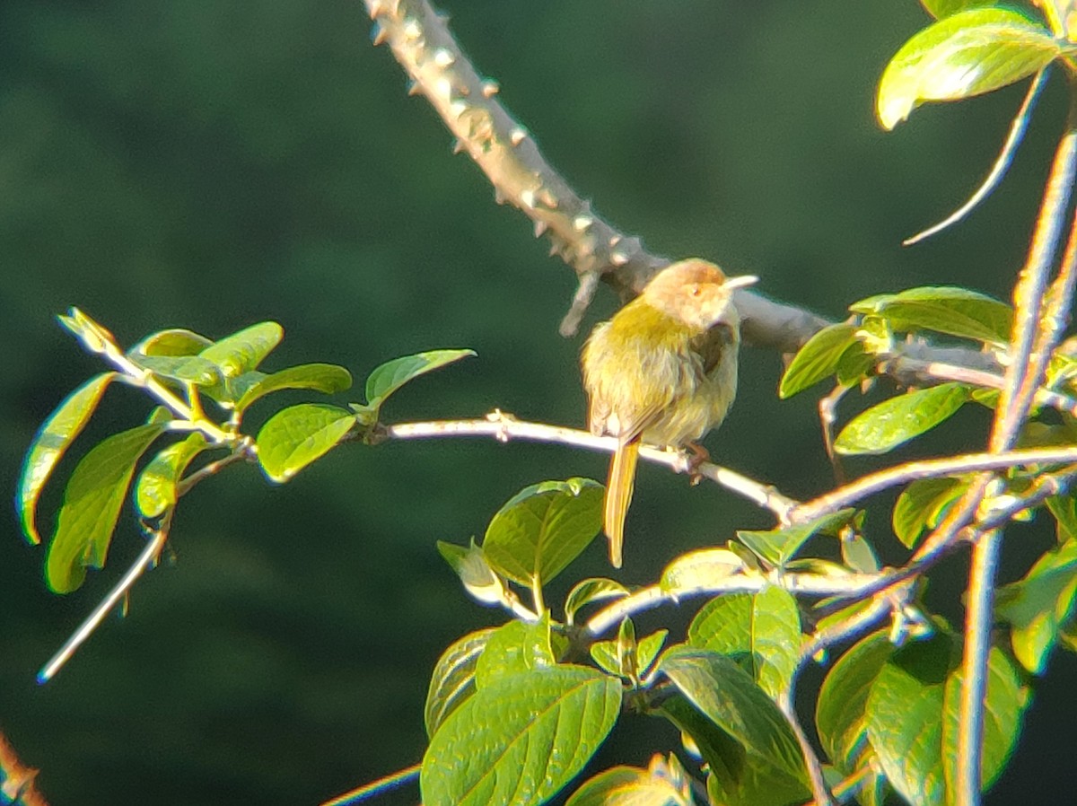 Common Tailorbird - Kinchab Thinley Chophel