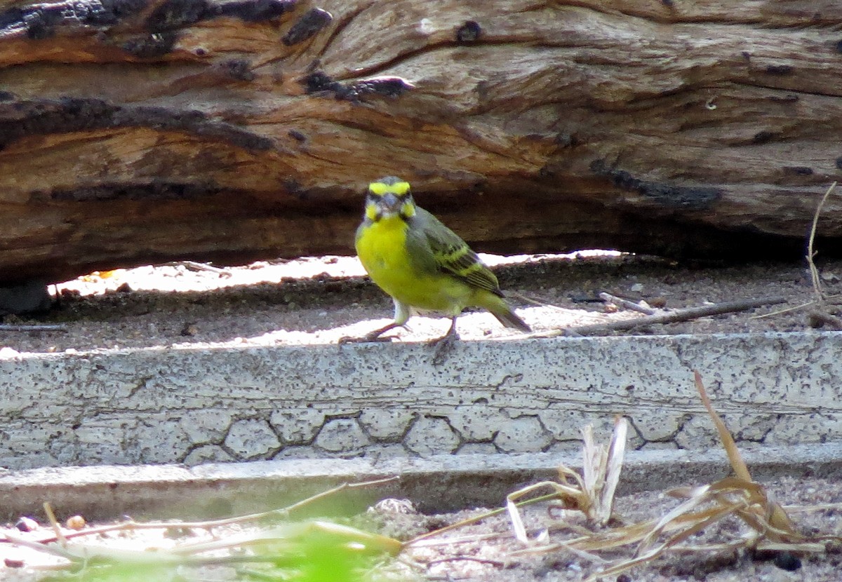 Yellow-fronted Canary - Pat McKay