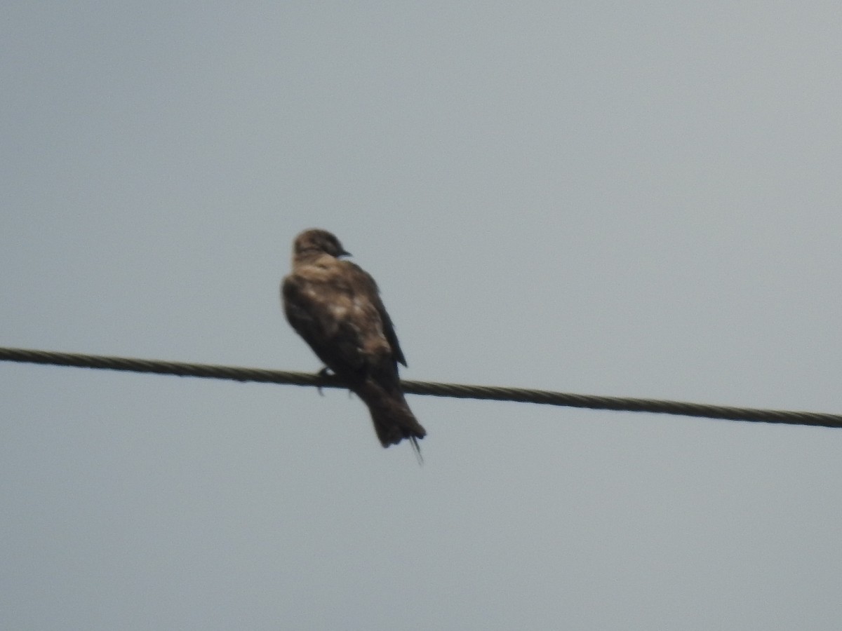 Northern Rough-winged Swallow - ML166506291