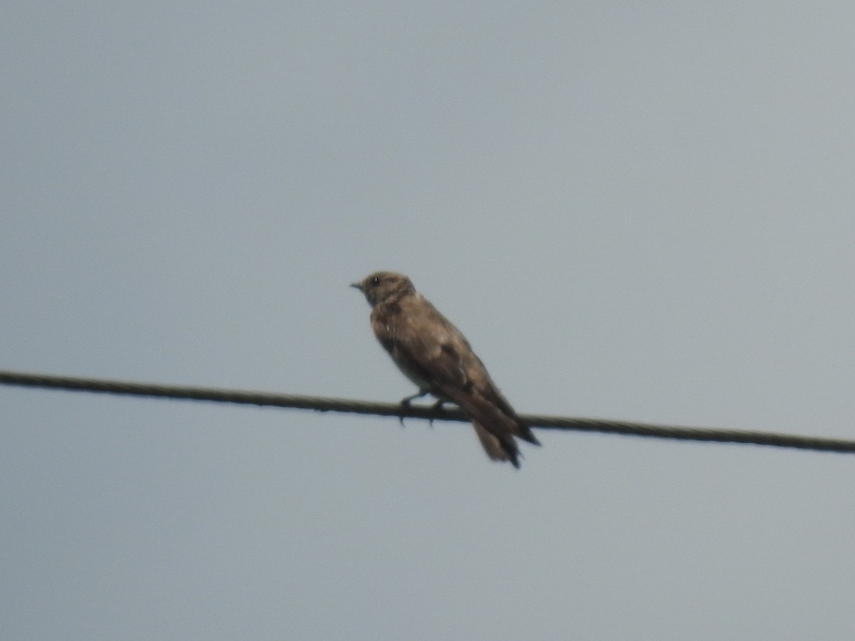 Northern Rough-winged Swallow - ML166506341