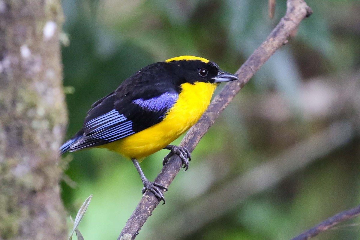 Blue-winged Mountain Tanager - ML166506501