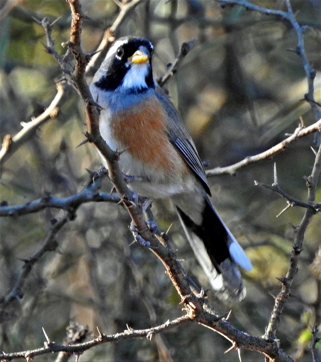 Many-colored Chaco Finch - ML166507471