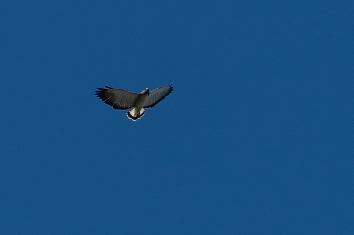 White-tailed Hawk - Joao Quental JQuental