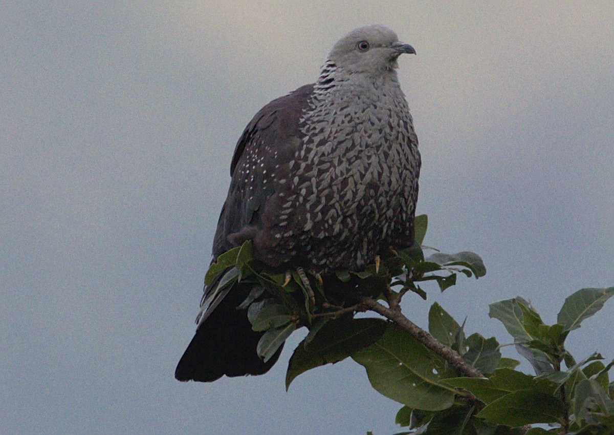 Speckled Wood-Pigeon - Ramnarayan Kalyanaraman