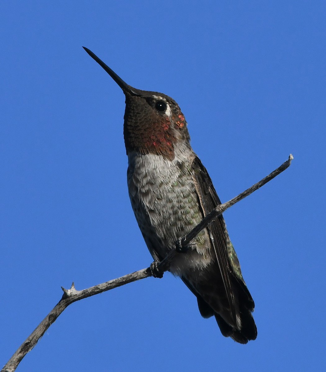 Anna's Hummingbird - David Beaudette