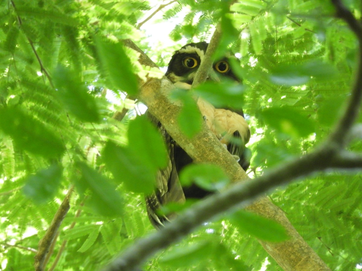 Spectacled Owl - ML166517671