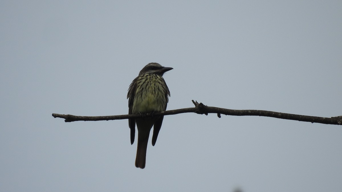 Sulphur-bellied Flycatcher - Angel Fong (Go Bird Honduras)