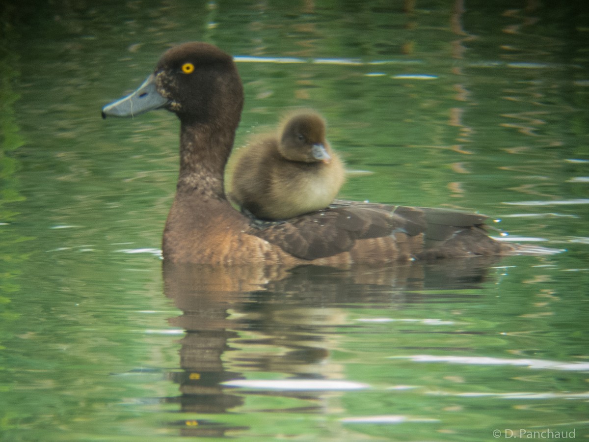 Tufted Duck - ML166519521