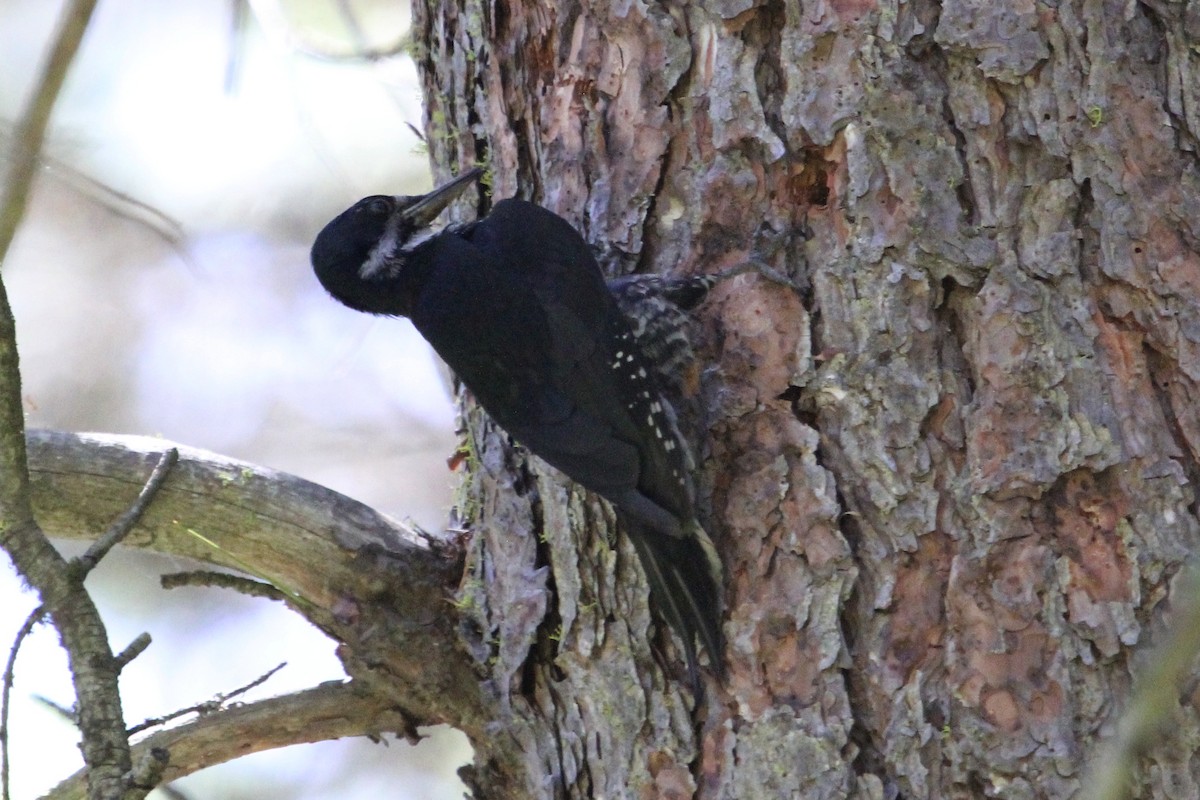 Black-backed Woodpecker - John Bjorkman