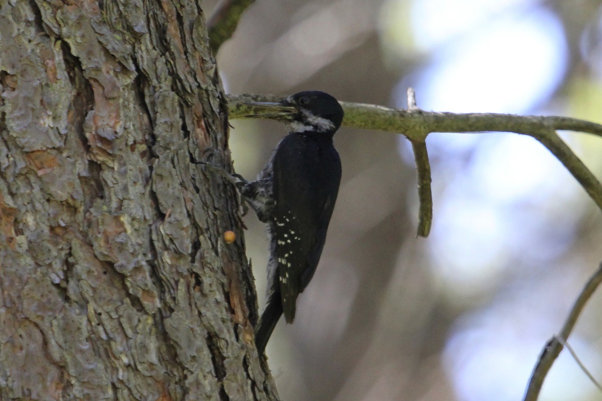 Black-backed Woodpecker - ML166520371