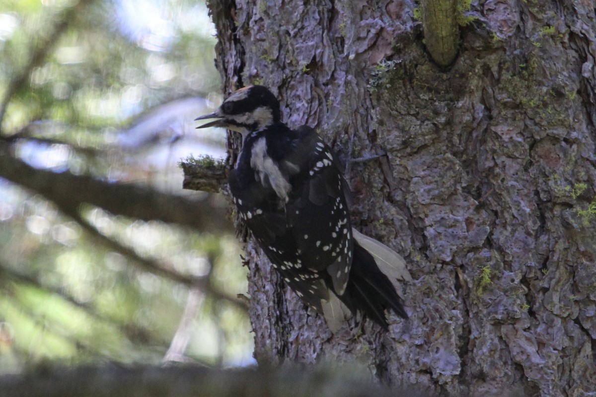 Hairy Woodpecker - John Bjorkman