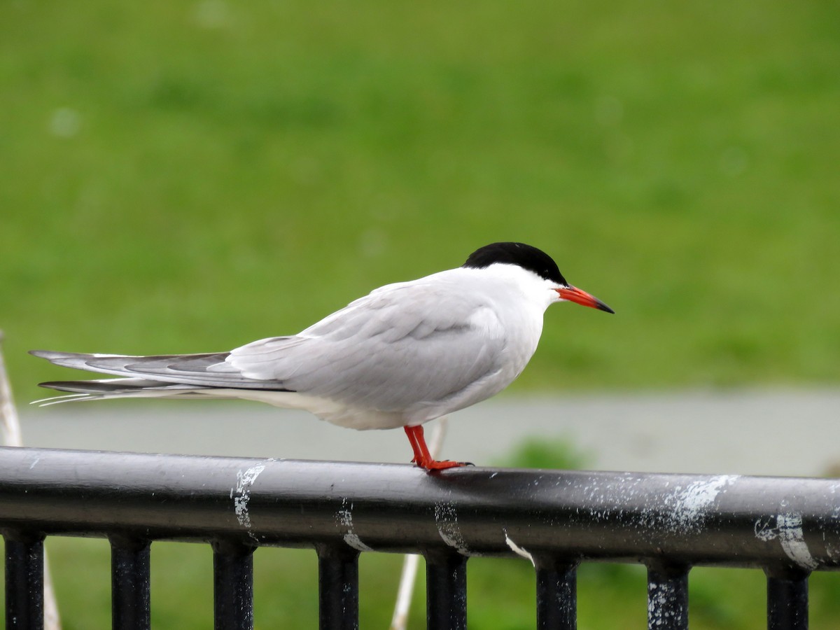 Common Tern - ML166521391