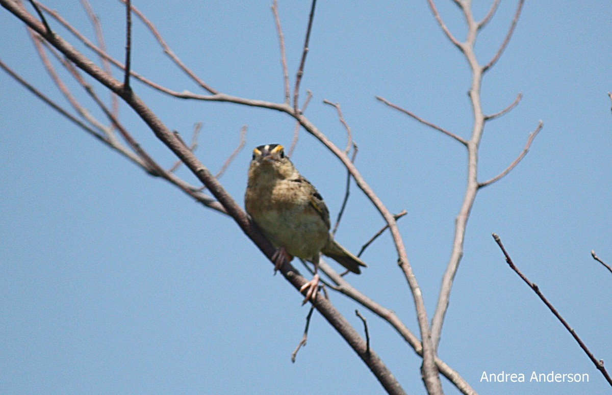 Grasshopper Sparrow - andrea anderson