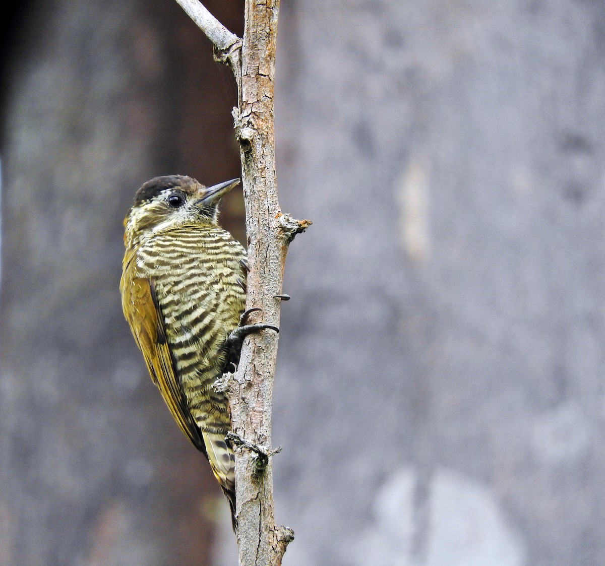 Bar-bellied Woodpecker - Chris Bell