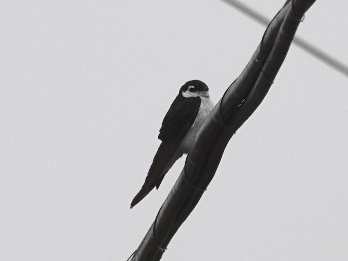 Violet-green Swallow - Norman Uyeda
