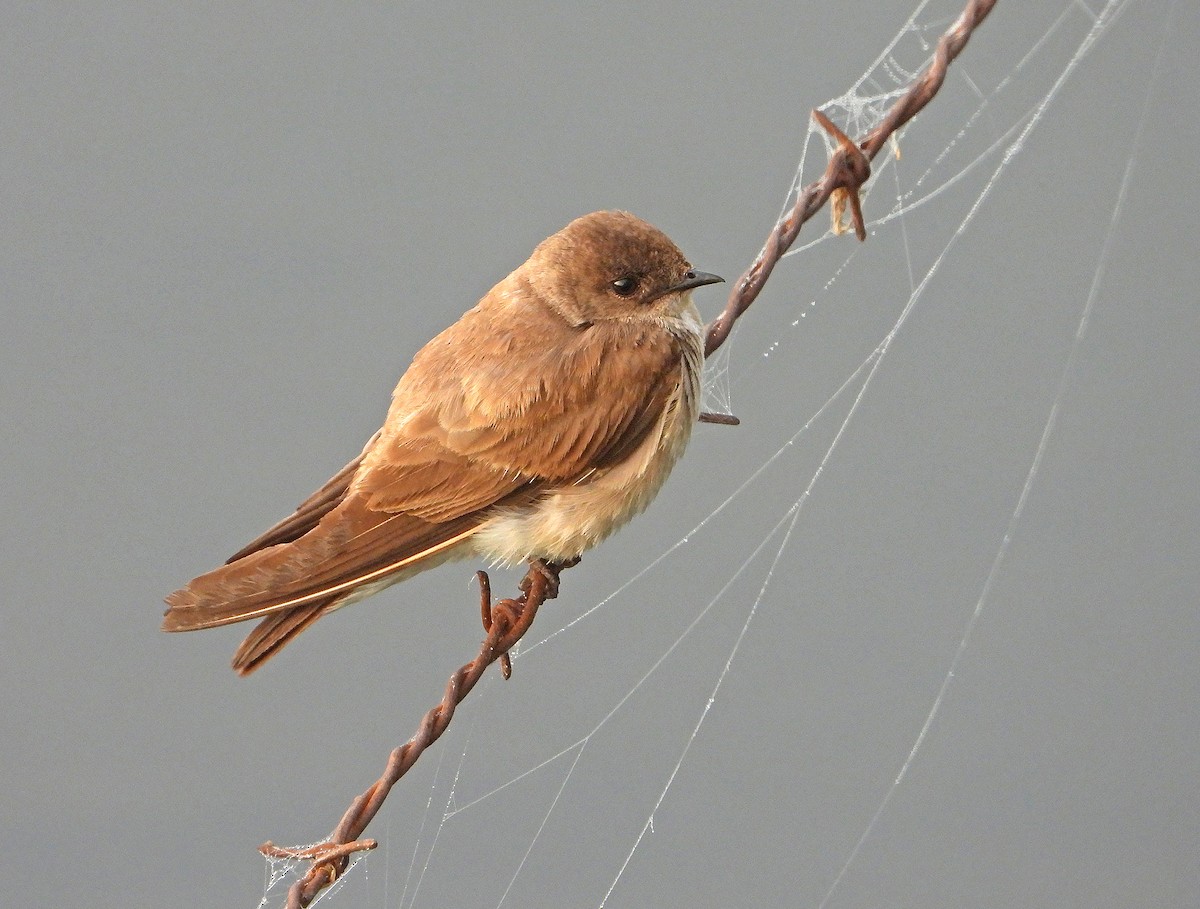 Northern Rough-winged Swallow - James R. Hill, III