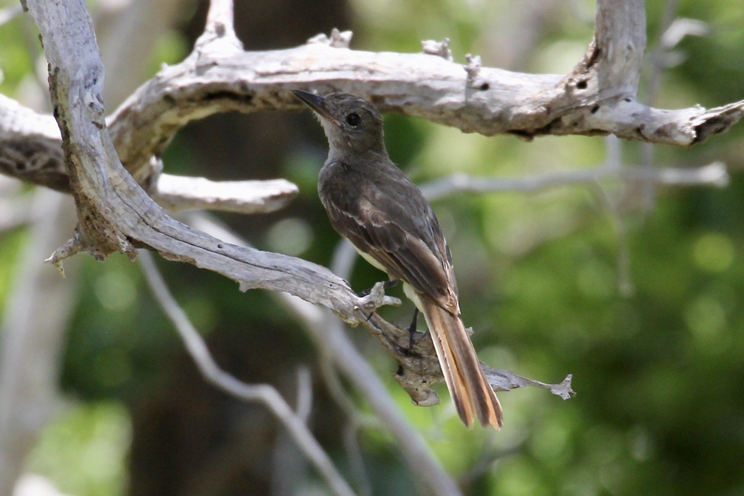 Great Crested Flycatcher - Irvin Pitts