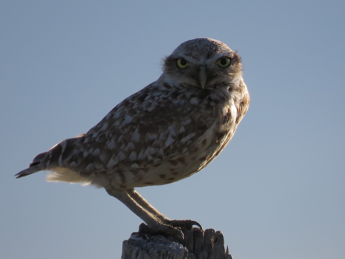 Burrowing Owl - Bryant Olsen