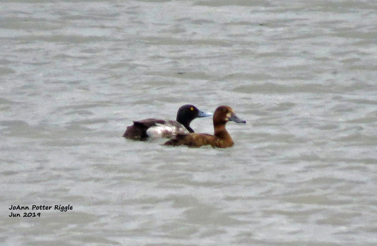 Greater Scaup - JoAnn Potter Riggle 🦤
