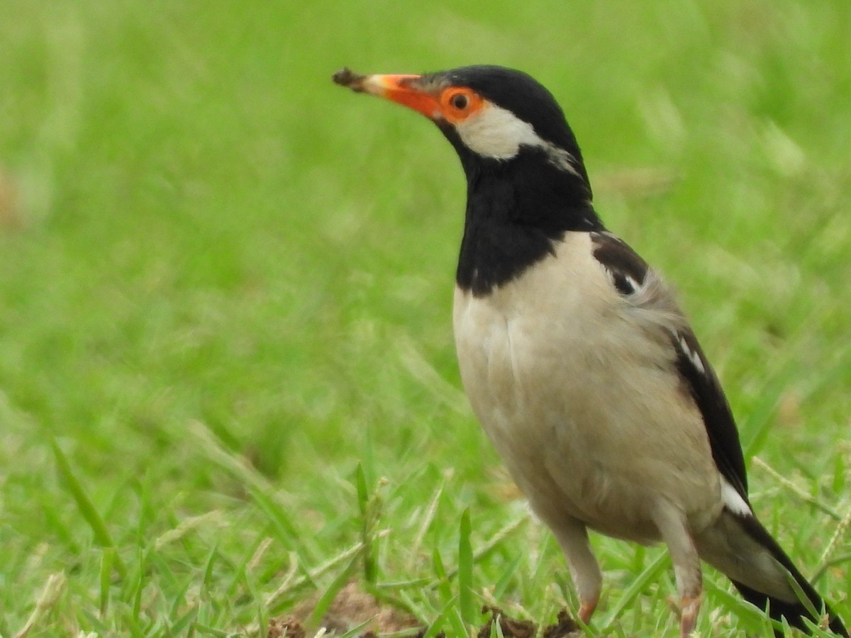 Indian Pied Starling - ML166541681