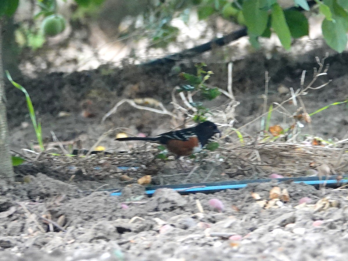Spotted Towhee - ML166542521