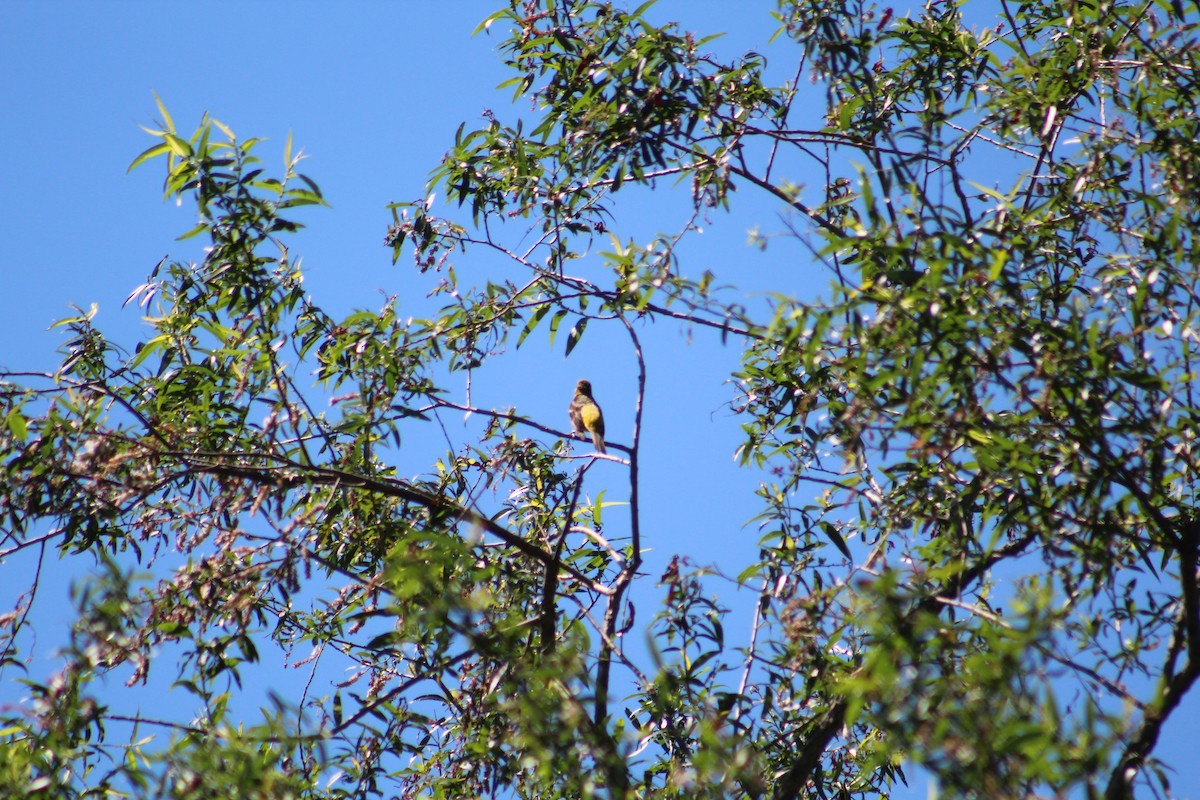 Orchard Oriole - ML166543801