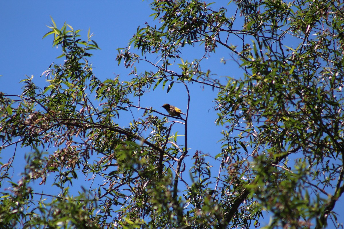 Orchard Oriole - ML166543931
