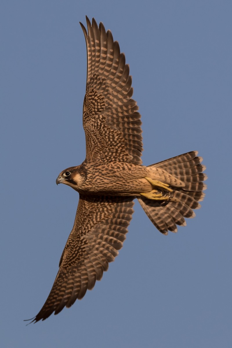 Peregrine Falcon - Göktuğ  Güzelbey
