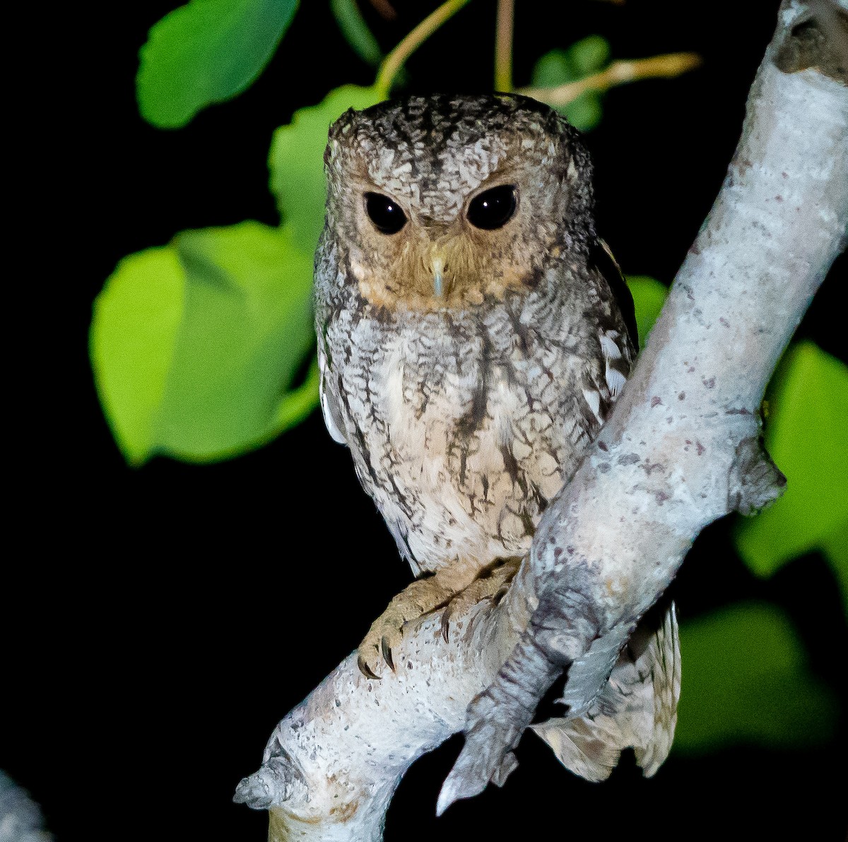 Flammulated Owl - Lizabeth Southworth