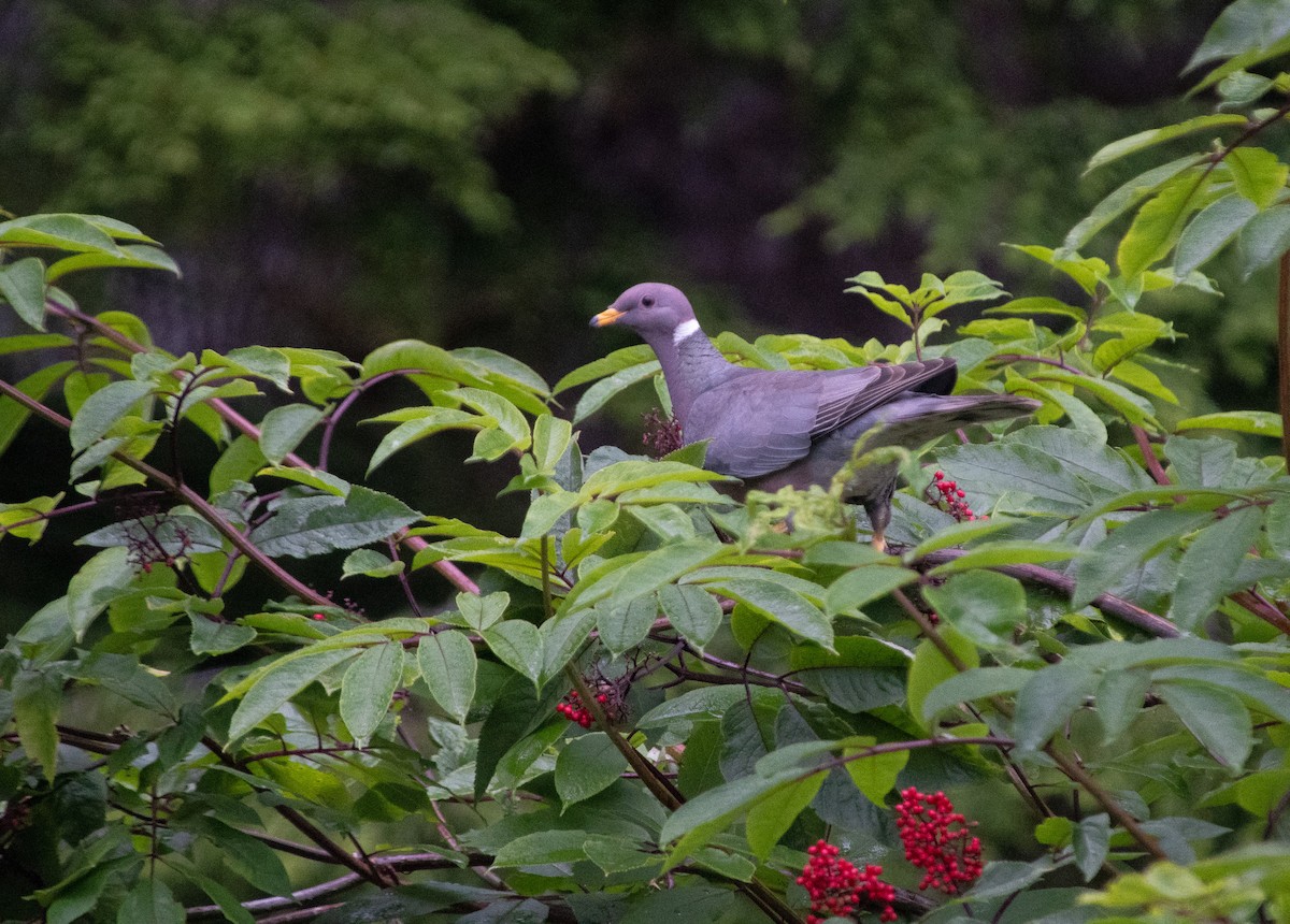 Band-tailed Pigeon - ML166548021