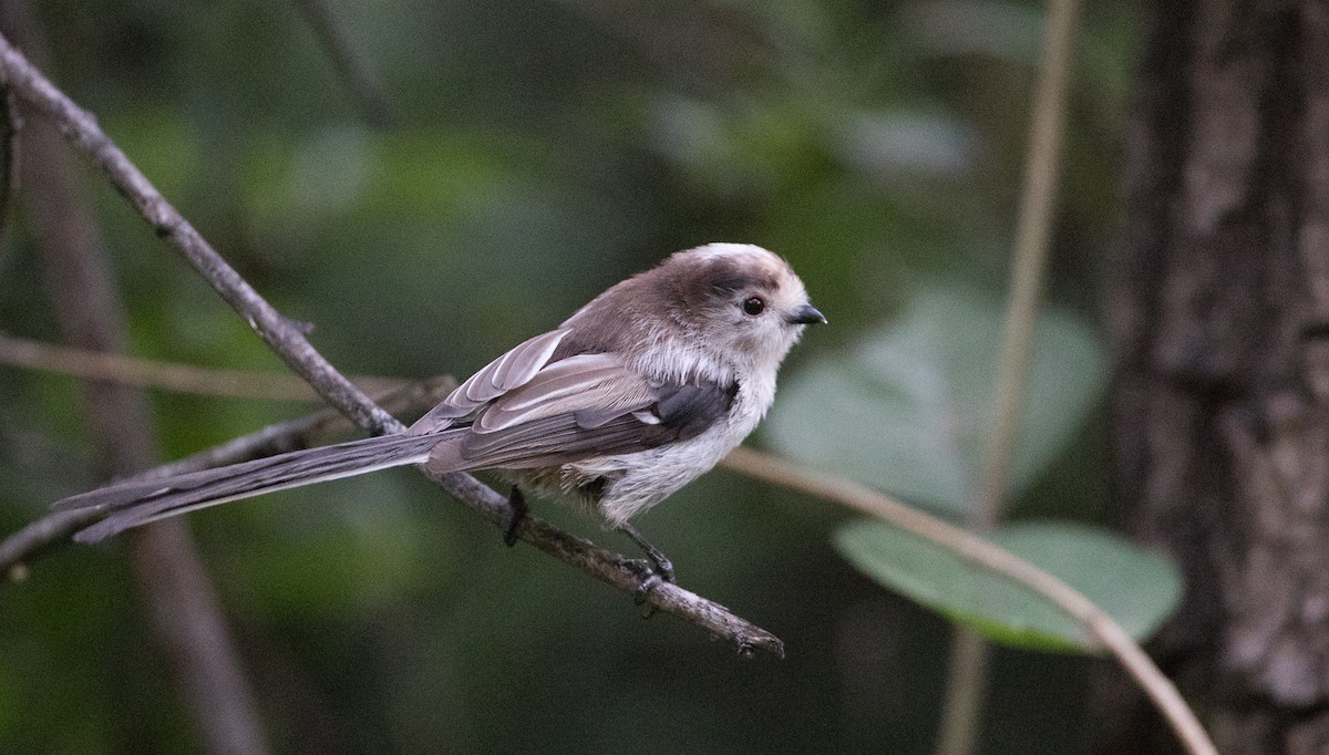 Silver-throated Tit - ML166550601