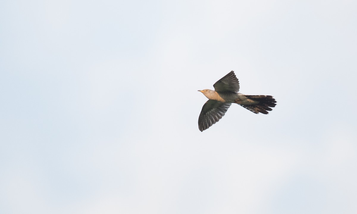 Common Cuckoo - Ian Davies