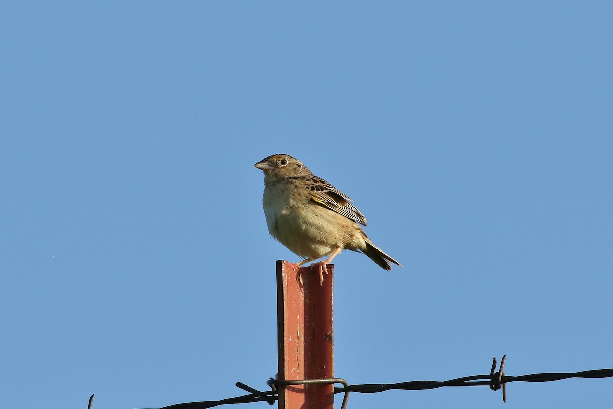 Grasshopper Sparrow - ML166556841
